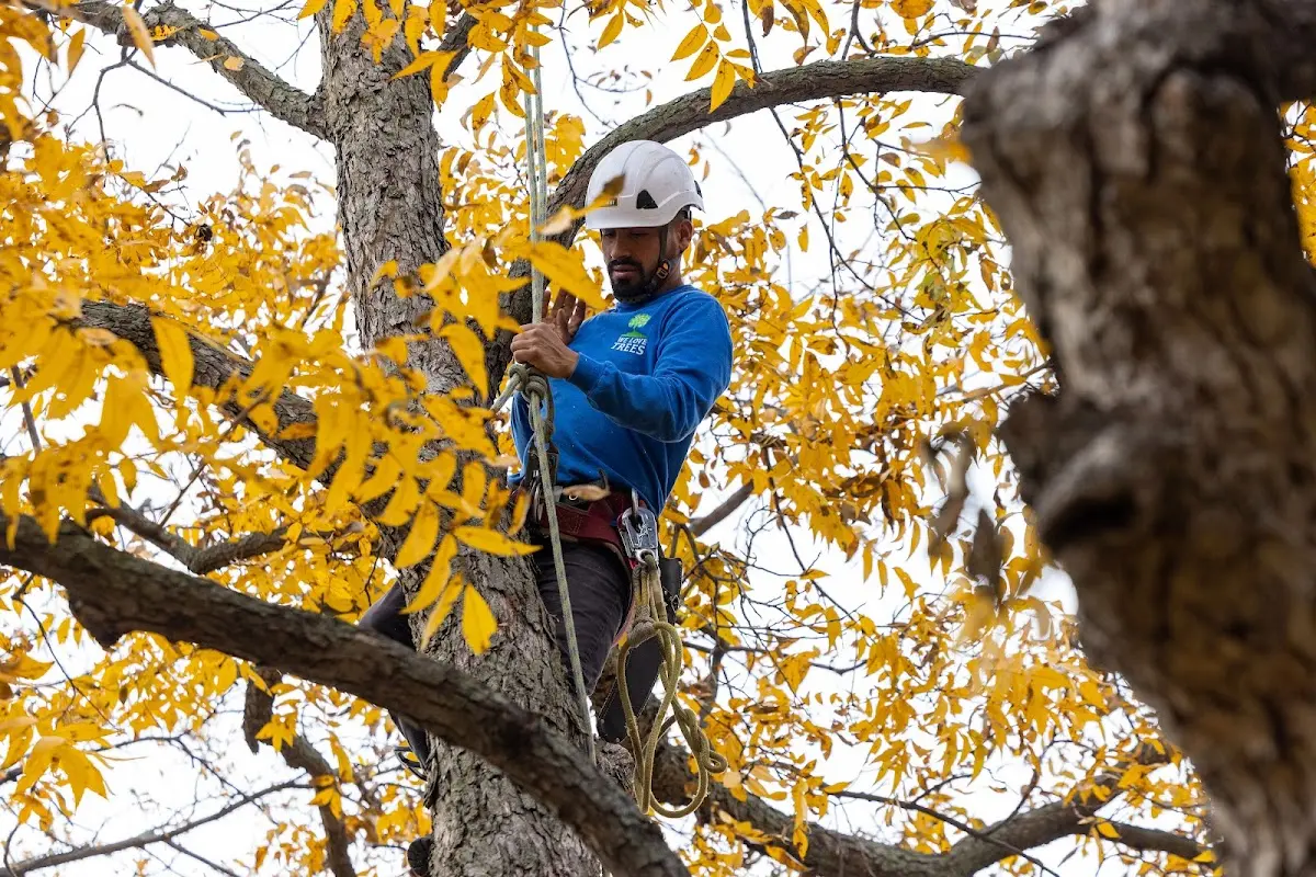 Skilled Storm Damage Cleanup crew working in Savona