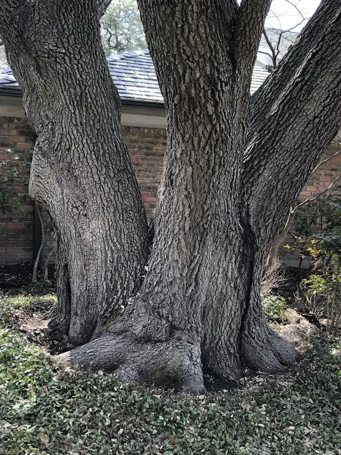 Mature heritage tree close to a Savona property cared for by certified arborists